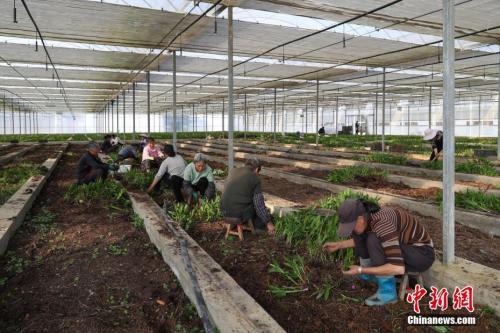 资料图：丹寨县兴仁镇苗族妇女在白芨种植大棚内移栽幼苗。 中新社记者 贺俊怡 摄